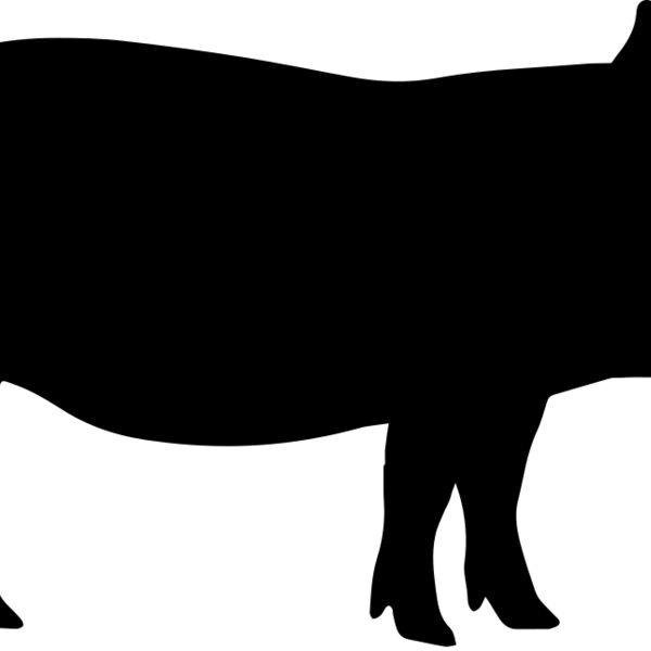 Pig   Clipart 1 Miniaturansicht